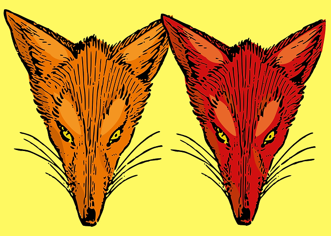 cute fox drawing