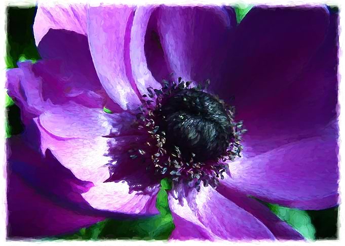 Summer Bloom
