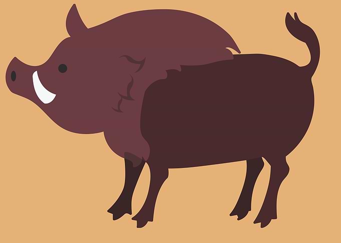 cute pig art