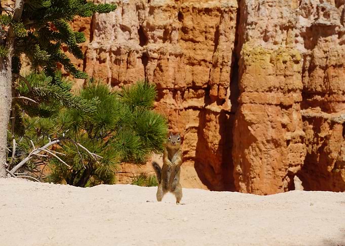Chipmunk 4