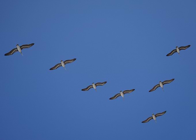 Birds flying high