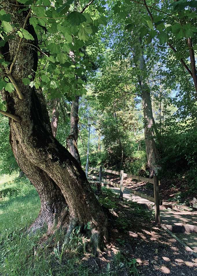 Forest Path Spring Light
