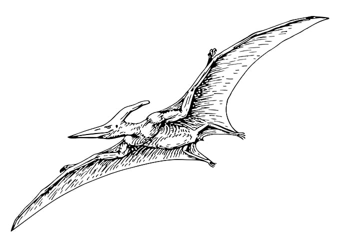 cute dinosaur drawing