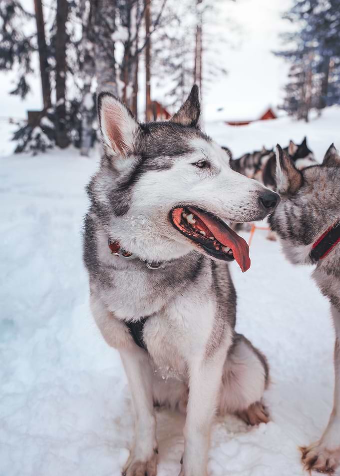Artic Buddy II