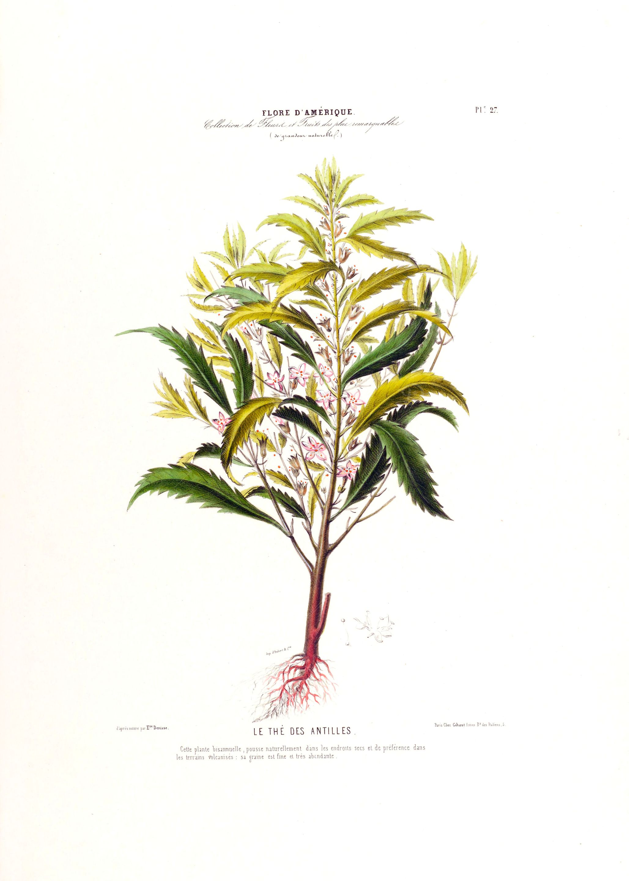 Des Antilles Botanical