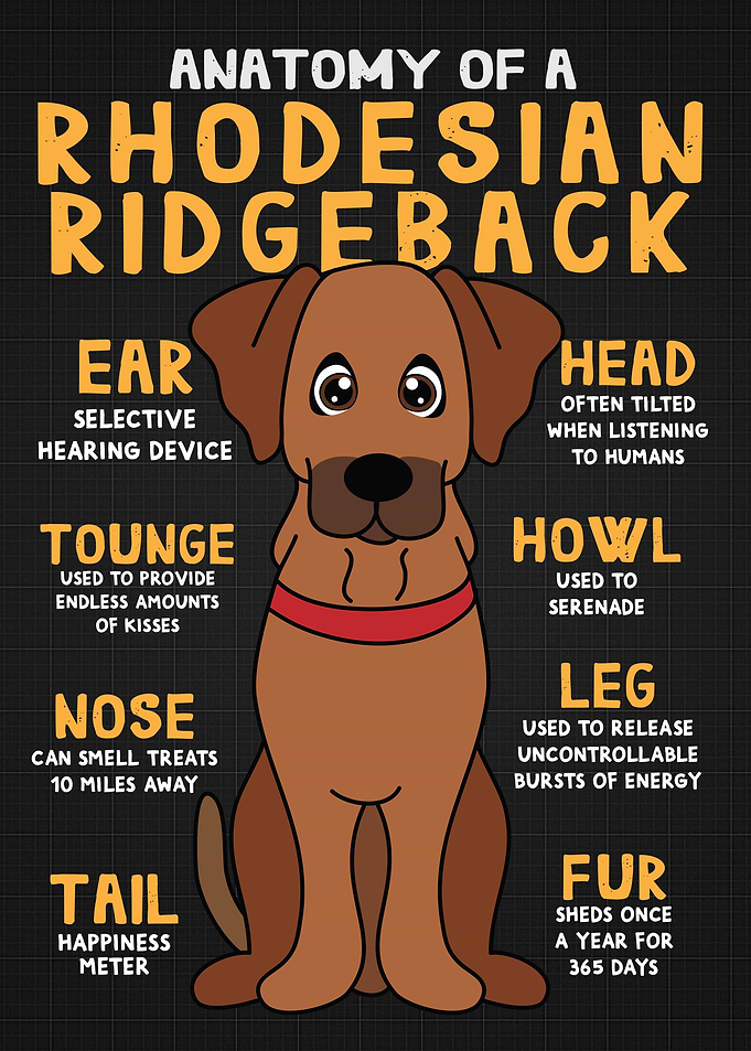 Rhodesian Ridgeback Dog