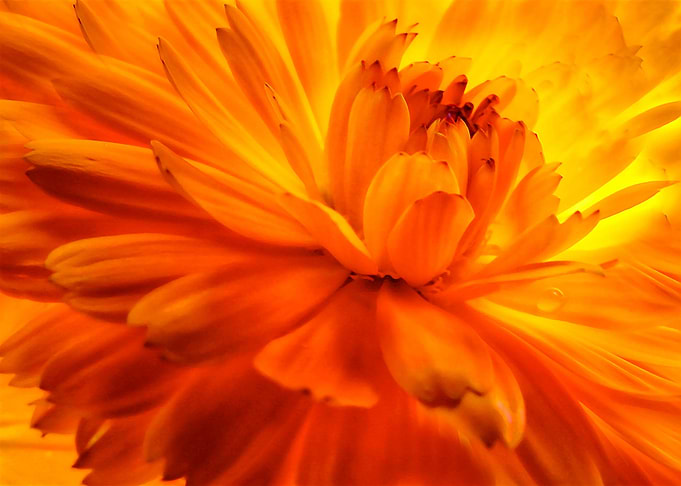 Summer Burst