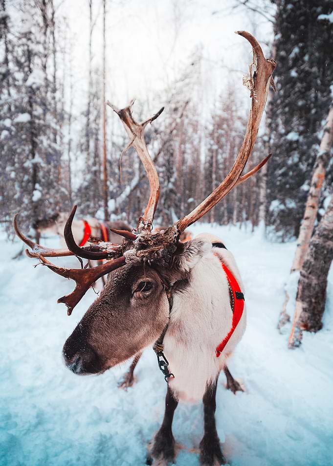 Artic Buddy