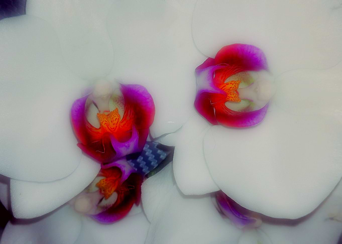 orchid flowers