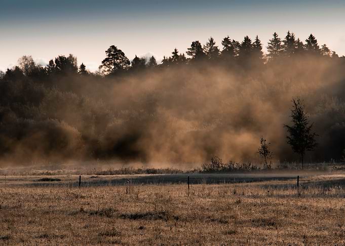 Foggy forest