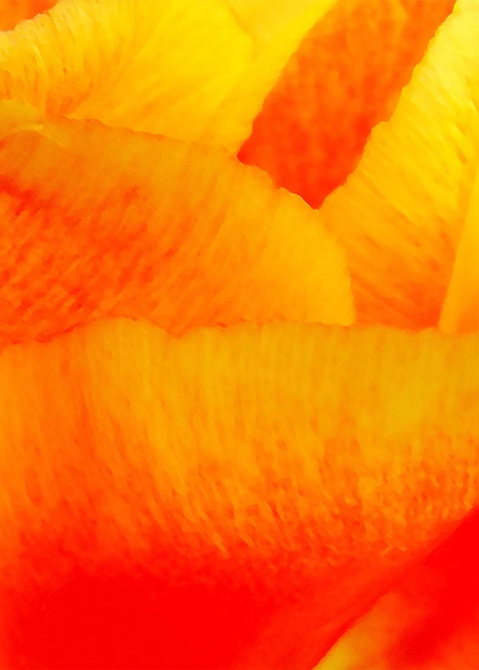 Orange Sherbet