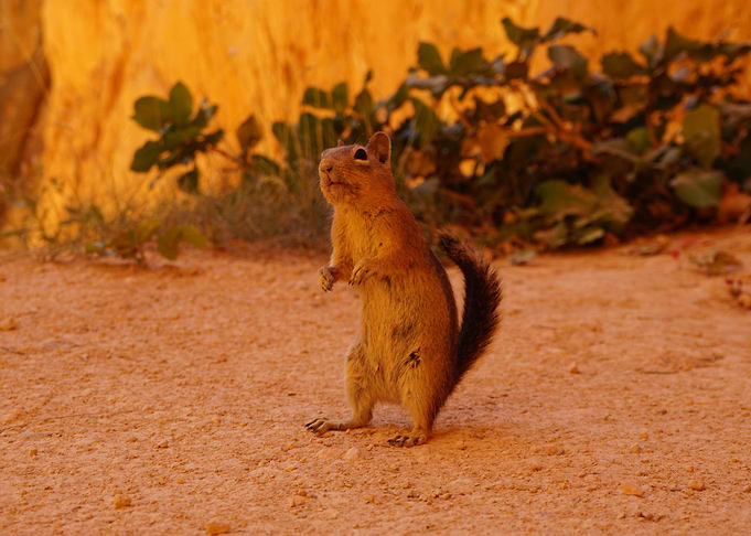 Chipmunk at Bryce canyon