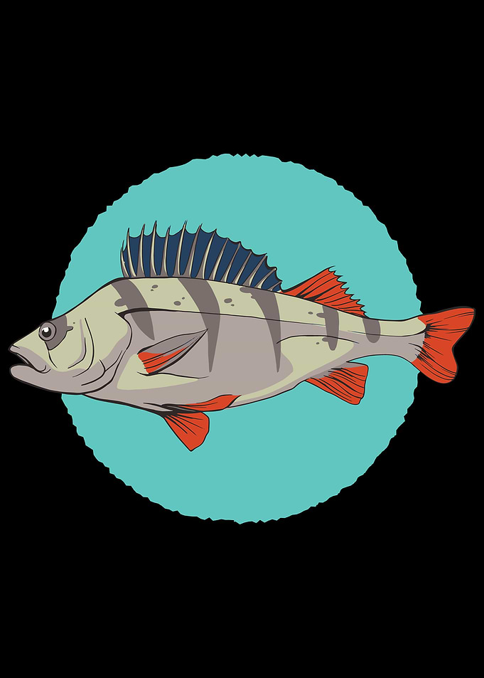 Illustration for Sealife