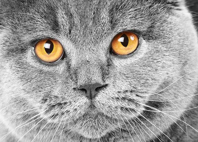 British Cats