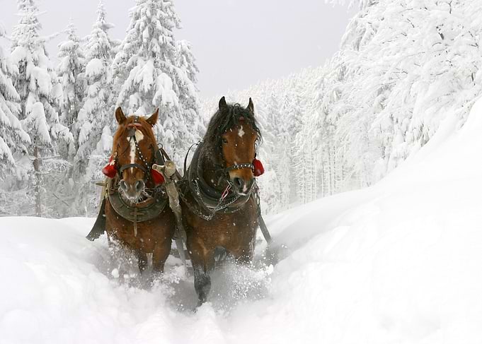 Beautiful Horses