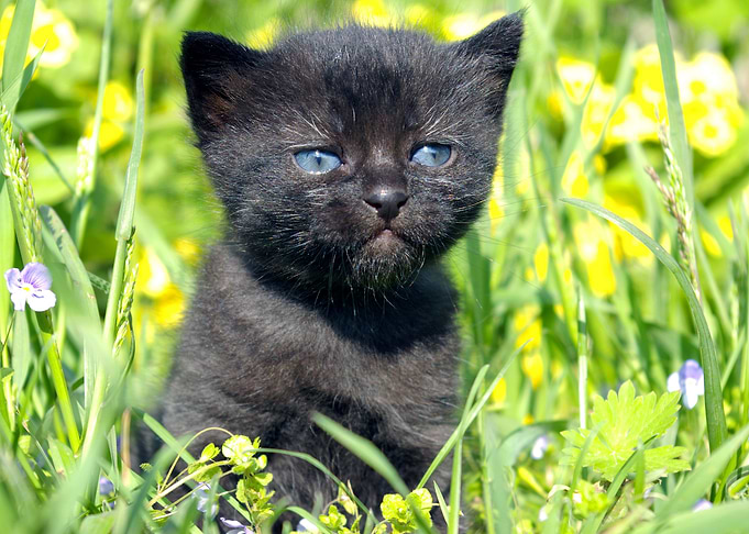 British Cats