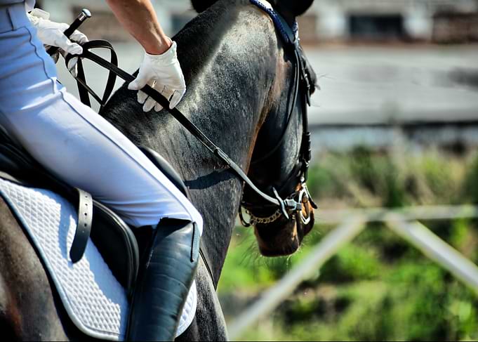 Beautiful Horses
