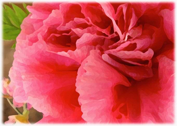 Pink Azalea