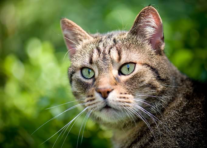 British Cats