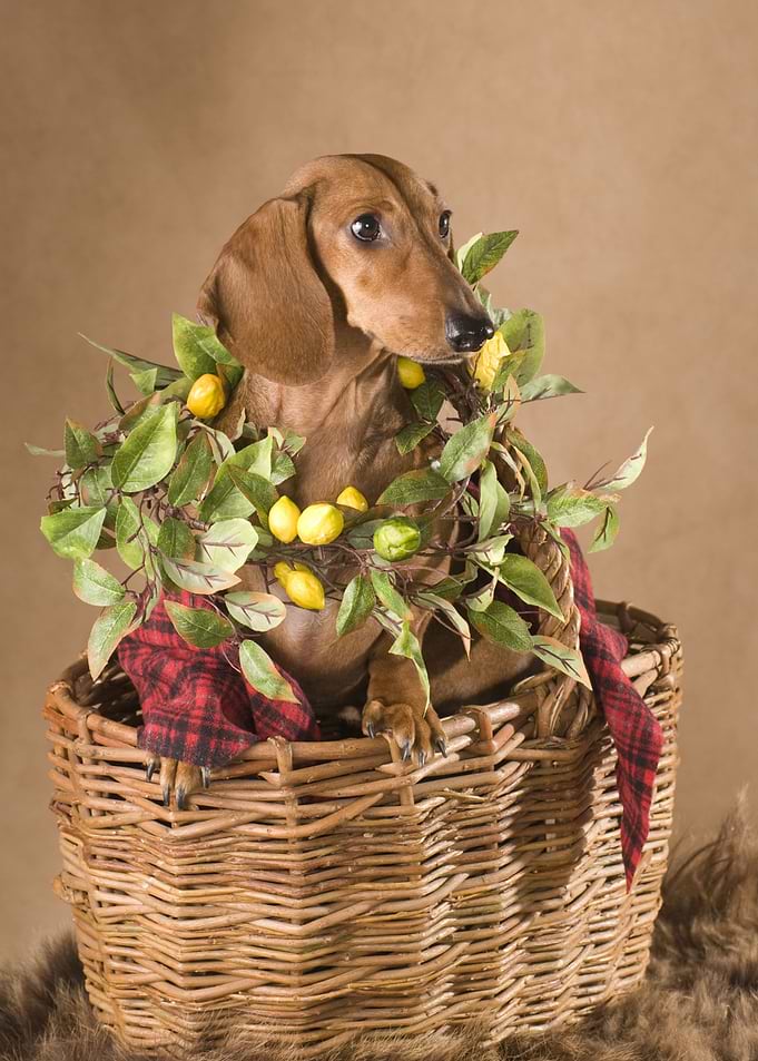 Dachshund Pomeranian Spi