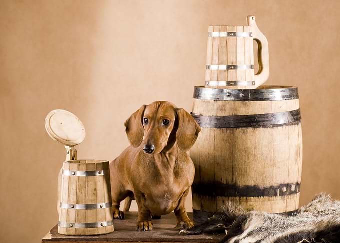 Dachshund Pomeranian Spi