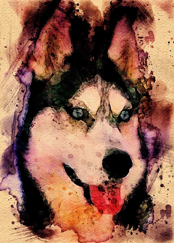 Tikaani our Siberian Husk