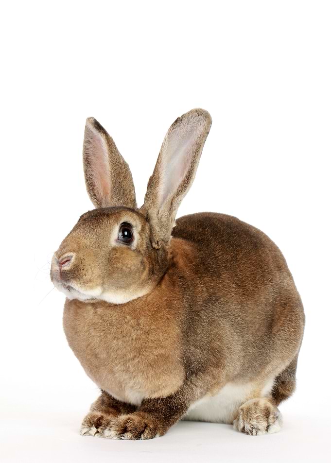 Brown Bunny