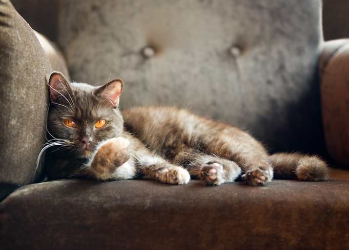 British Cats