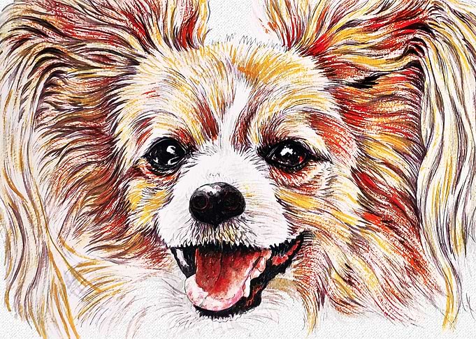 CAVALIER KING CHARLES DOG