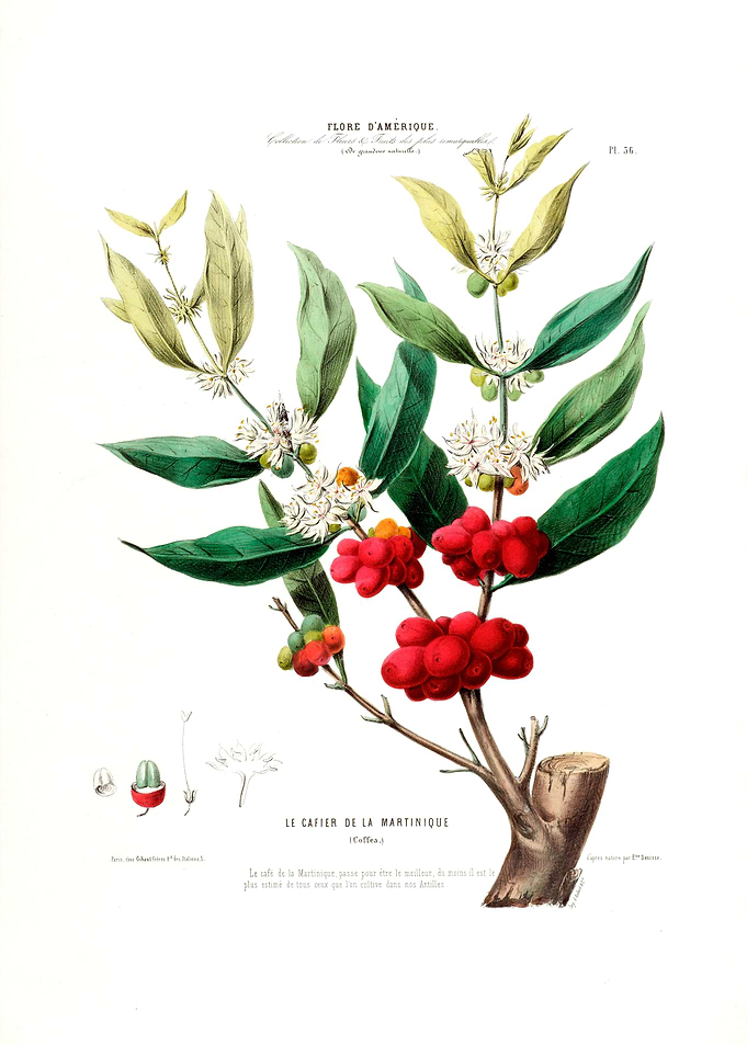 Cafier Martinique Botanica