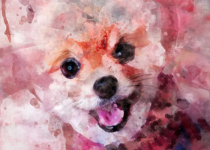 POMERANIAN DOG PORTRAIT
