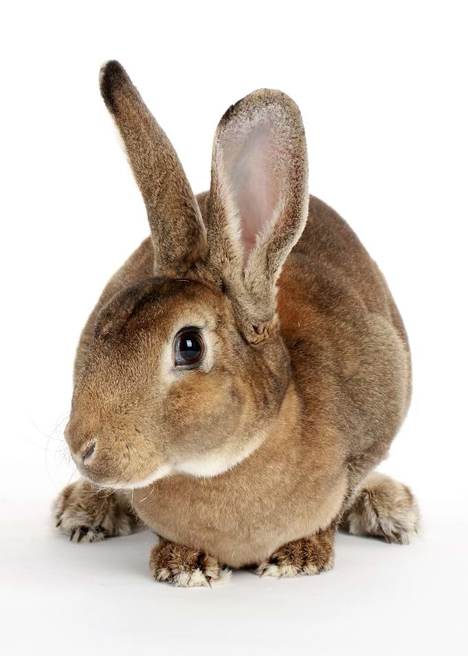 Brown Bunny