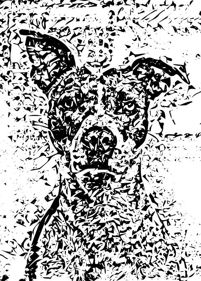A Dog