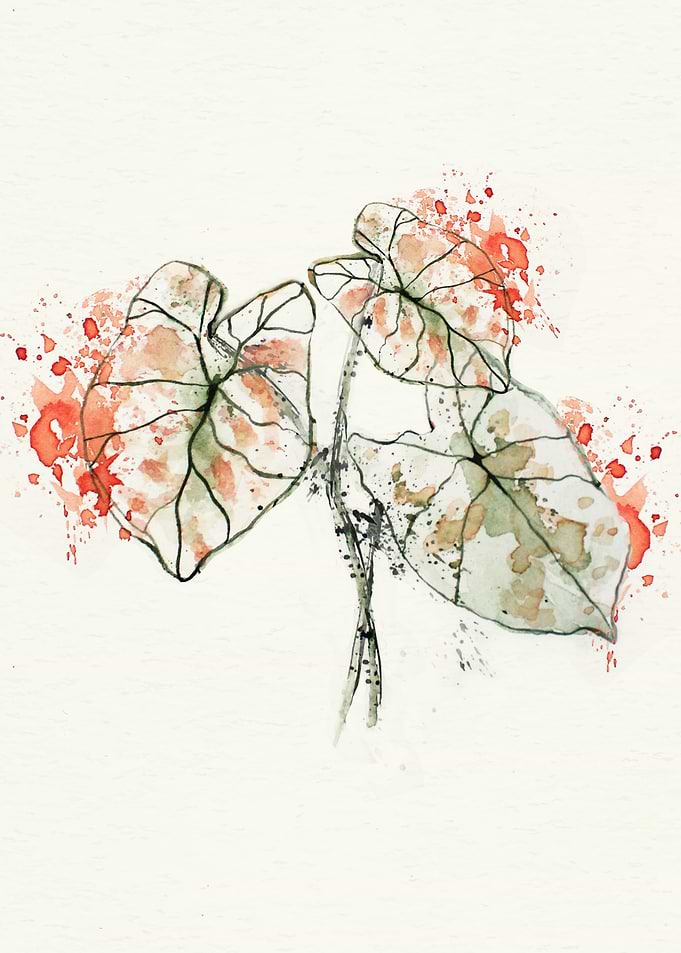 Botanical
