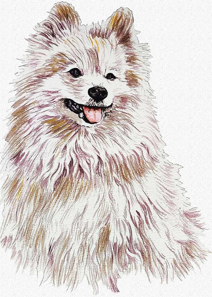 POMERANIAN DOG PORTRAIT