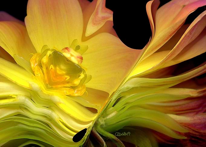 Dahlia Dare