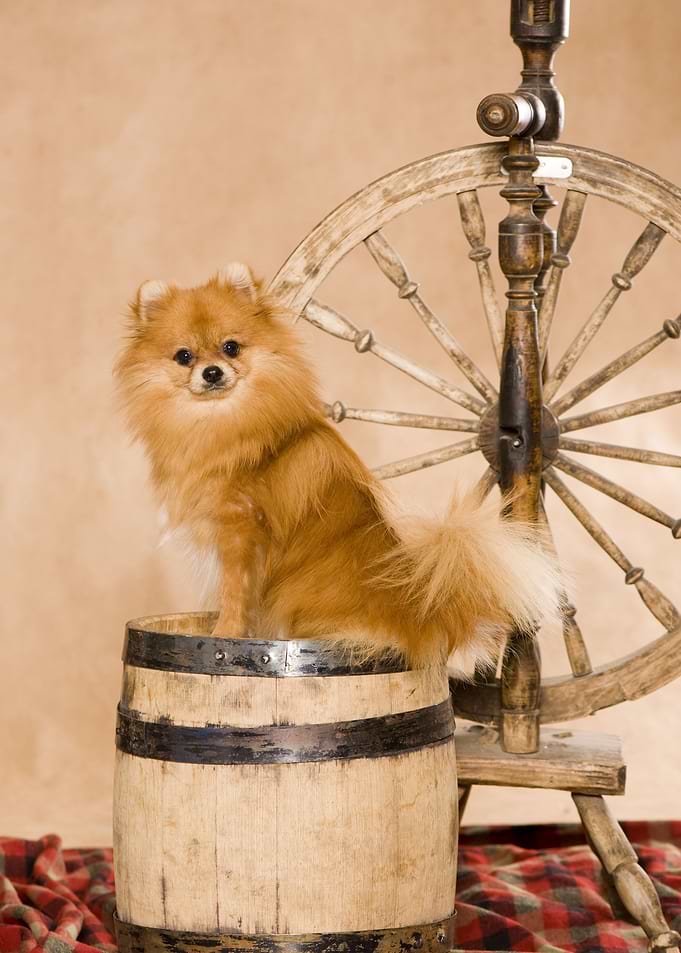 Dachshund Pomeranian Spi