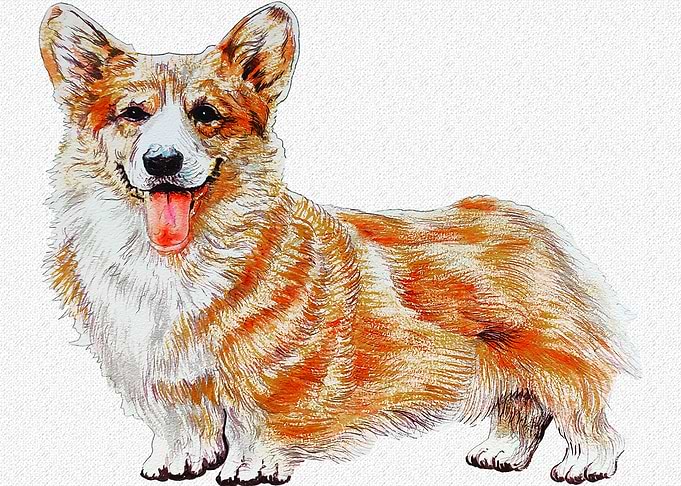 ST PEMBROKE WELSH CORGI