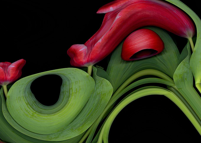 Tulip Express