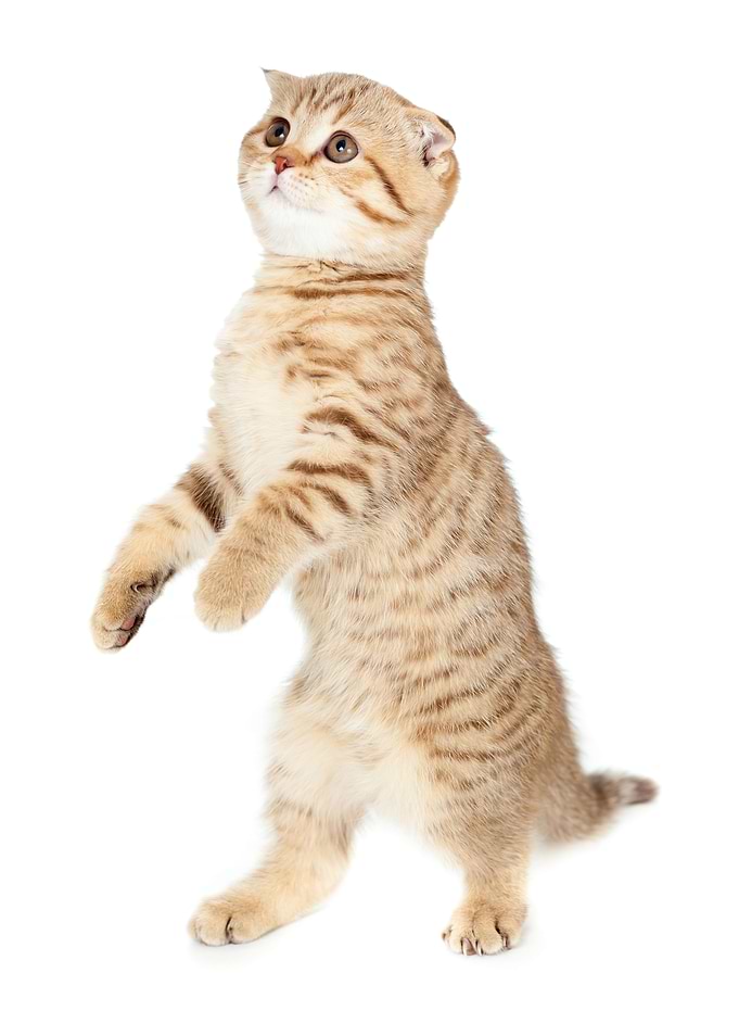 British Cats