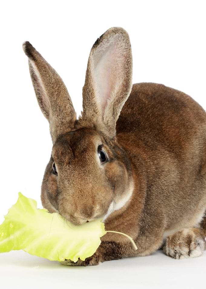 Brown Bunny
