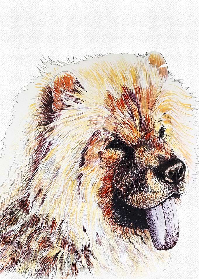 CHOW CHOW DOG PORTRAIT