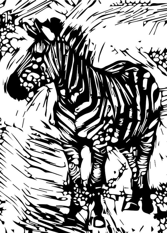 Zebra