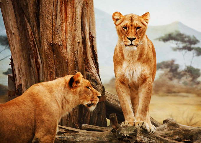 lions