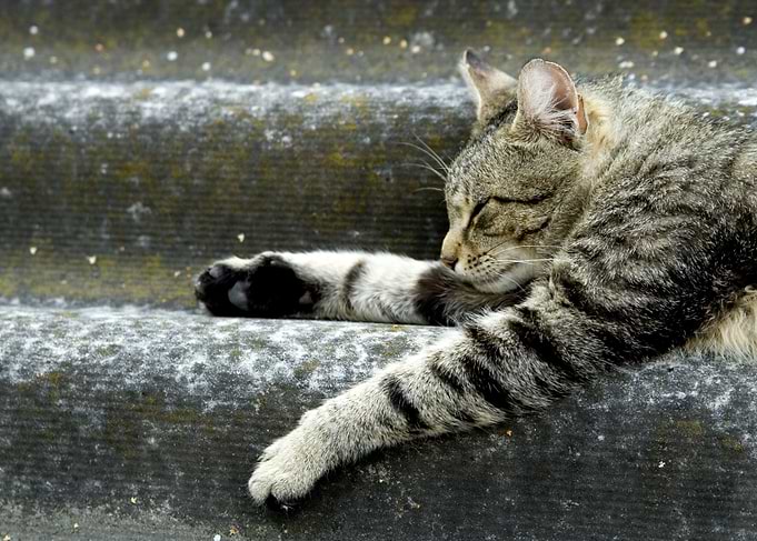 British Cats