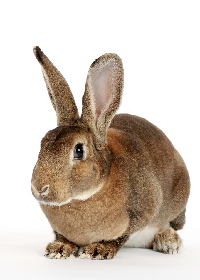 Brown Bunny