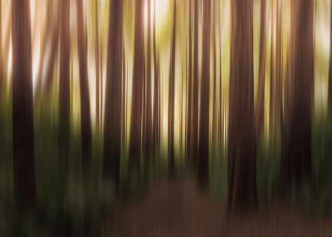 Enchanted Forest