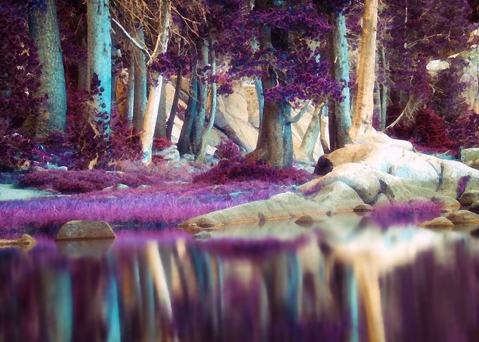 Lavender Dreams