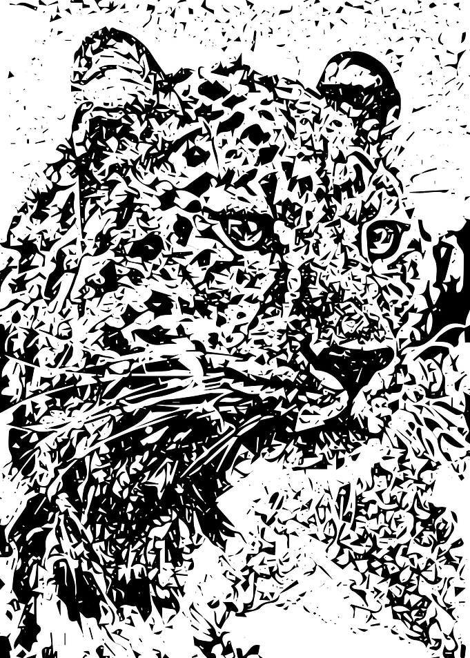 Cheetah