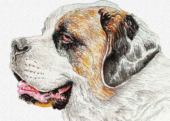ST BERNARD DOG PORTRAIT